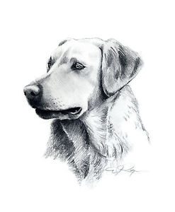 247x300 labrador retriever pencil dog drawing x art print - Labrador Dog Drawing