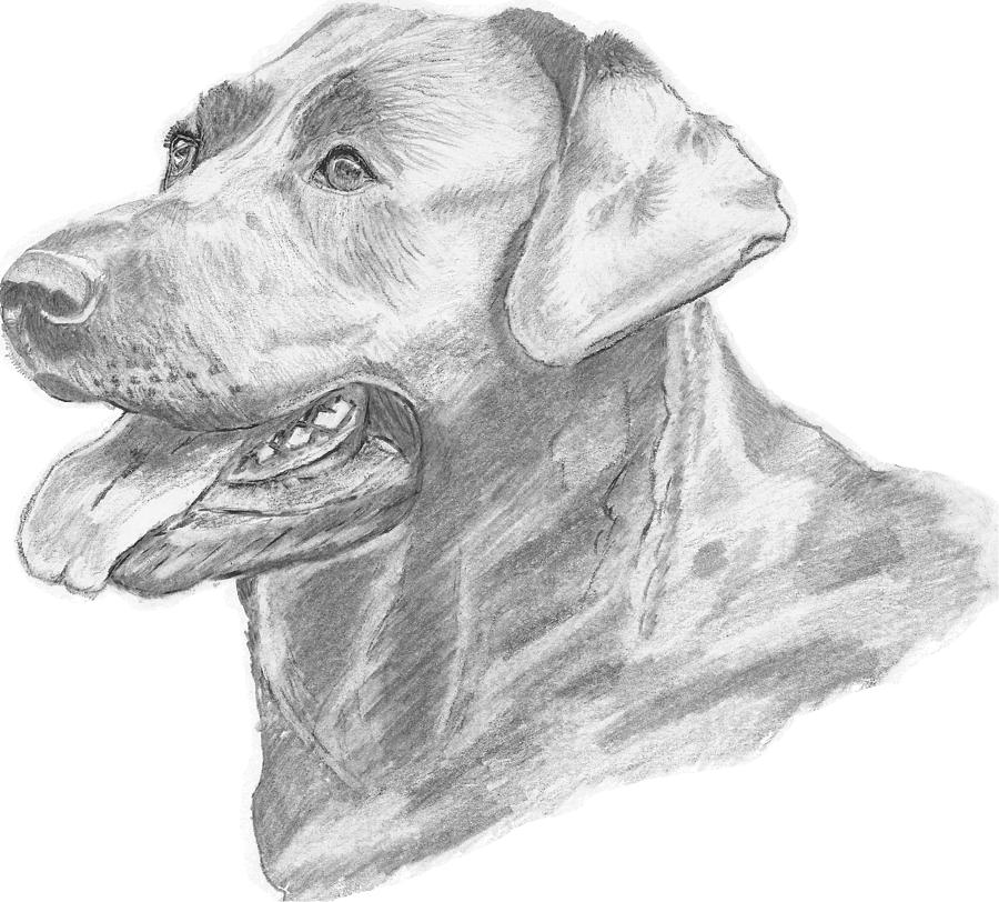 900x812 labrador dog drawing drawing - Labrador Dog Drawing