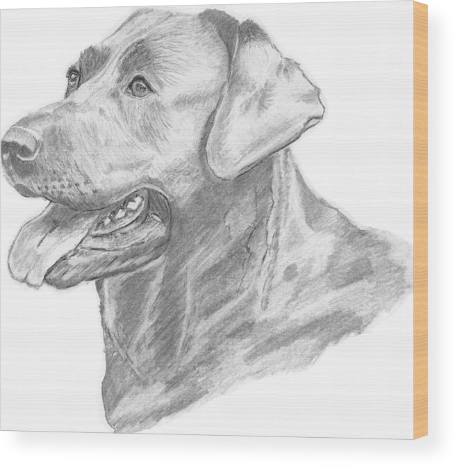 655x672 labrador dog drawing wood print - Labrador Dog Drawing