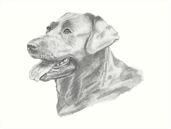 549x413 labrador dog pencil drawing art prints - Labrador Dog Drawing