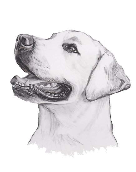 436x550 labrador retriever dog portrait drawing posters - Labrador Dog Drawing