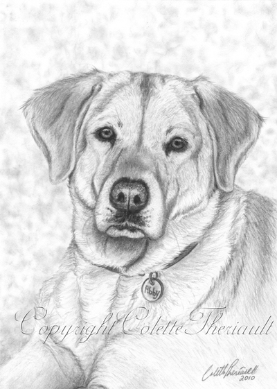 400x561 yellow labrador dog portrait commission a pet portrait - Labrador Dog Drawing