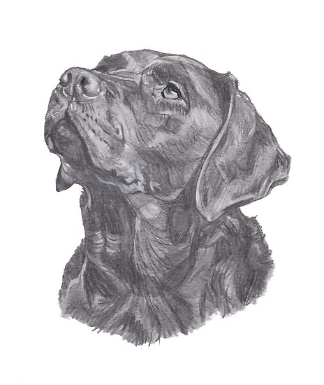 464x550 classic labrador retriever dog profile drawing posters - Labrador Dog Drawing