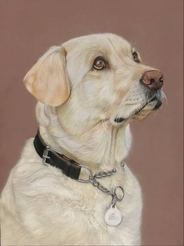 375x500 Golden Labrador Drawing - Labrador Drawing