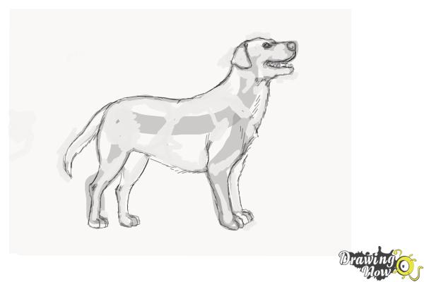 600x400 How To Draw A Black Labrador Retriever - Labrador Drawing