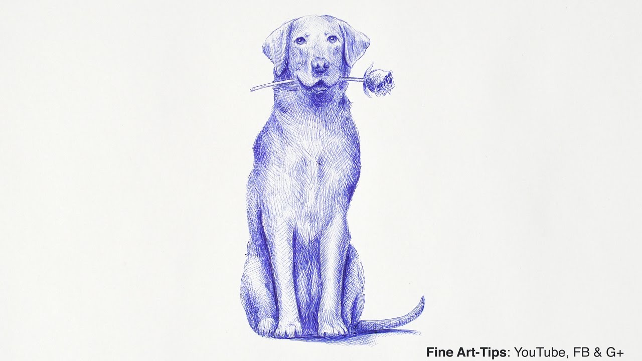 1280x720 How To Draw A Labrador Retriever Dog - Labrador Drawing