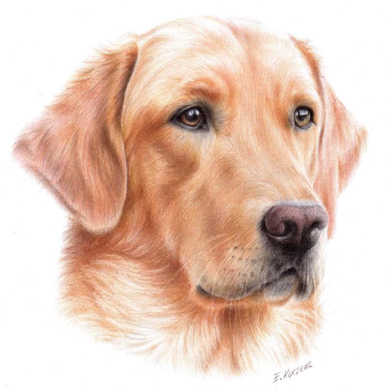 770x770 Labrador Drawing - Labrador Drawing