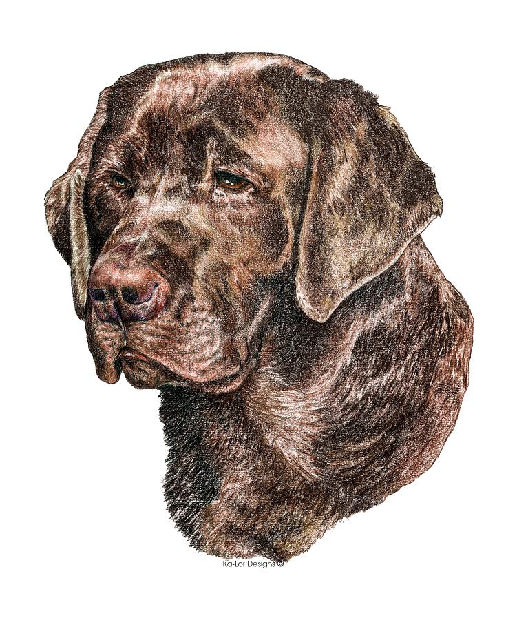 751x900 Labrador Retriever, Chocolate Lab Drawing - Labrador Drawing