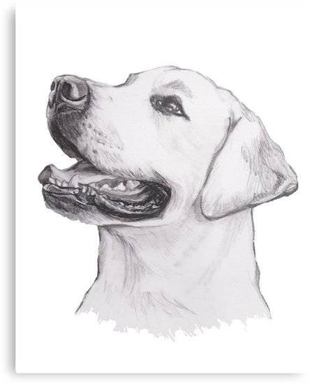 444x550 Labrador Retriever Dog Portrait Drawing Metal Print - Labrador Drawing