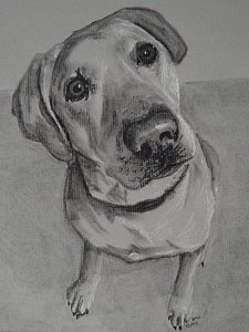 225x300 Labrador Retriever Drawings Fine Art America - Labrador Drawing
