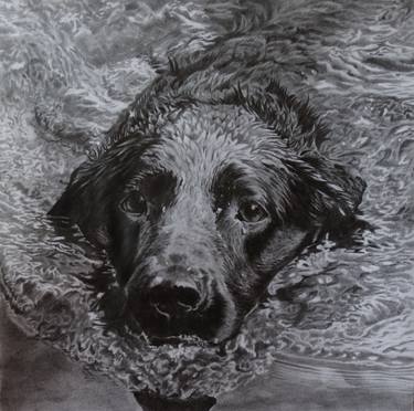 375x372 Labrador Swimming Drawing - Labrador Drawing