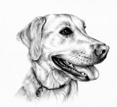 480x442 Labrador - Labrador Drawing