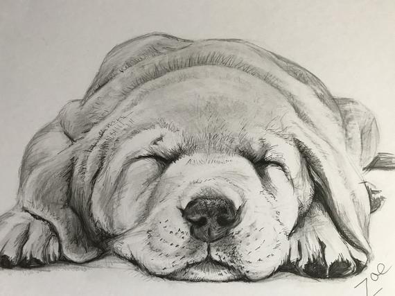 570x427 Original Artwork Drawing Of A Labrador Puppy Sleeping Etsy - Labrador Drawing