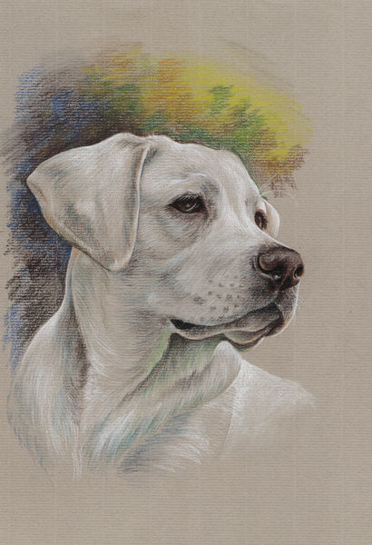 410x600 realistic colorful pet portrait labrador retriever pet painting - Labrador Drawing
