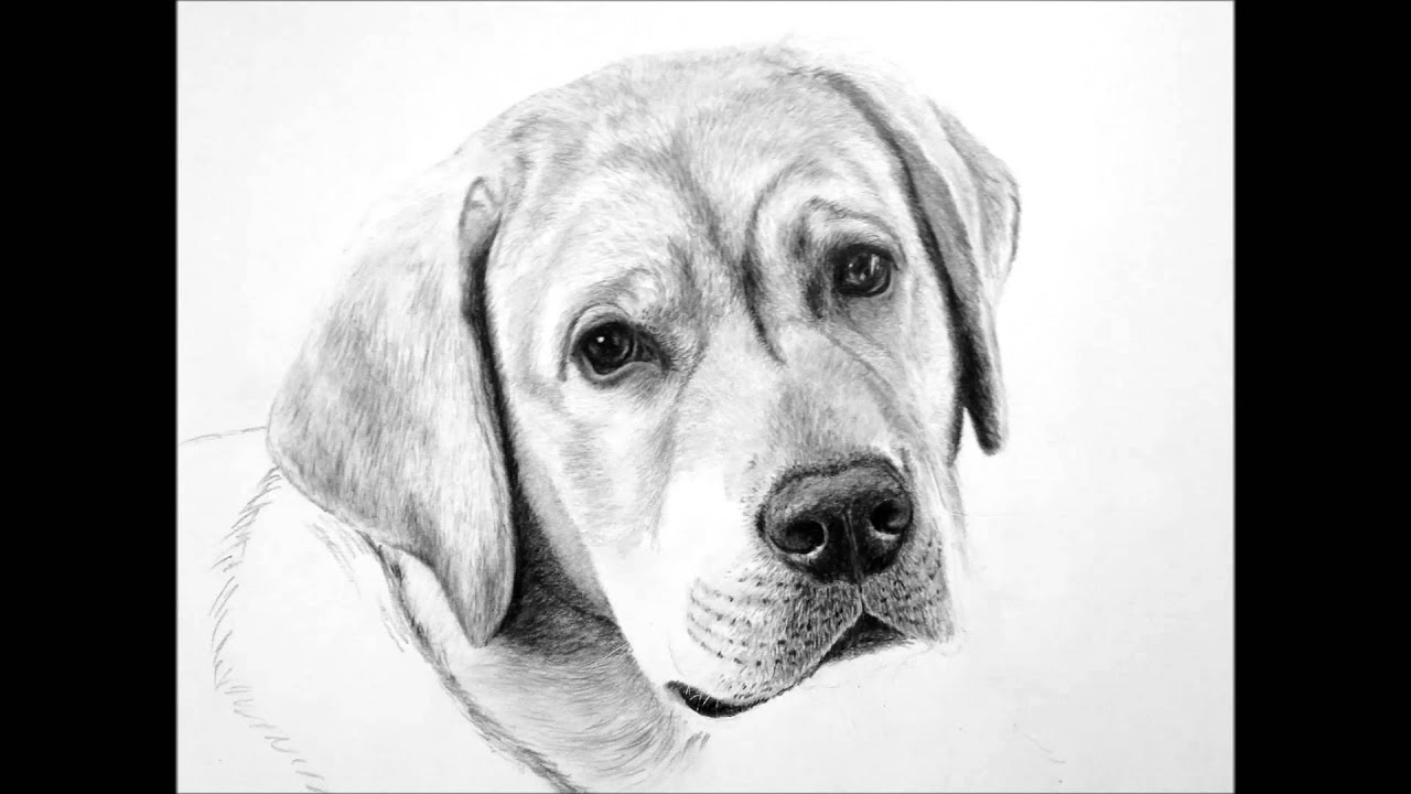 1280x720 Yellow Labrador Pencil Drawing Commission - Labrador Drawing