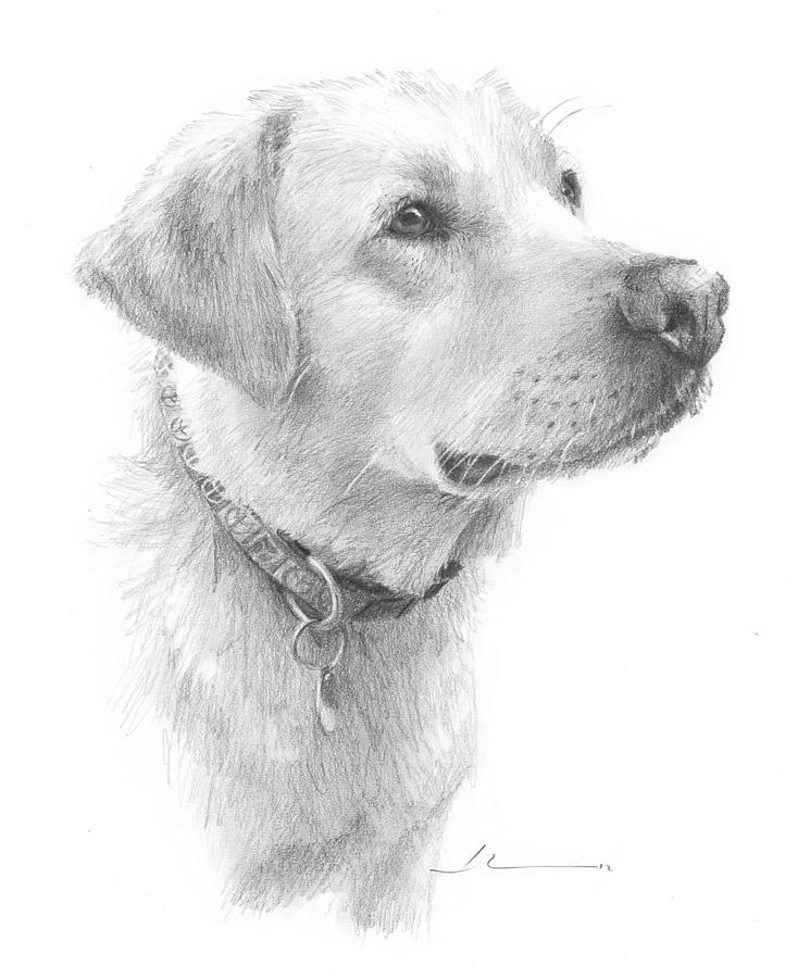 745x900 Yellow Labrador Pencil Portrait Drawing - Labrador Drawing