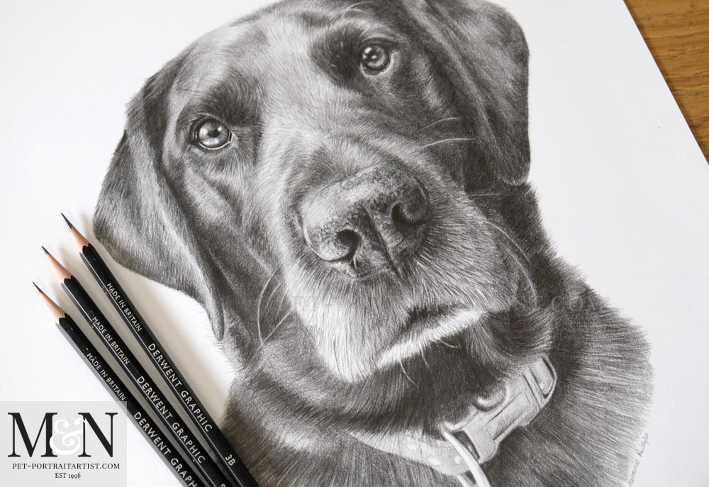 1000x687 Black Labrador Pencil Drawing - Labrador Drawing