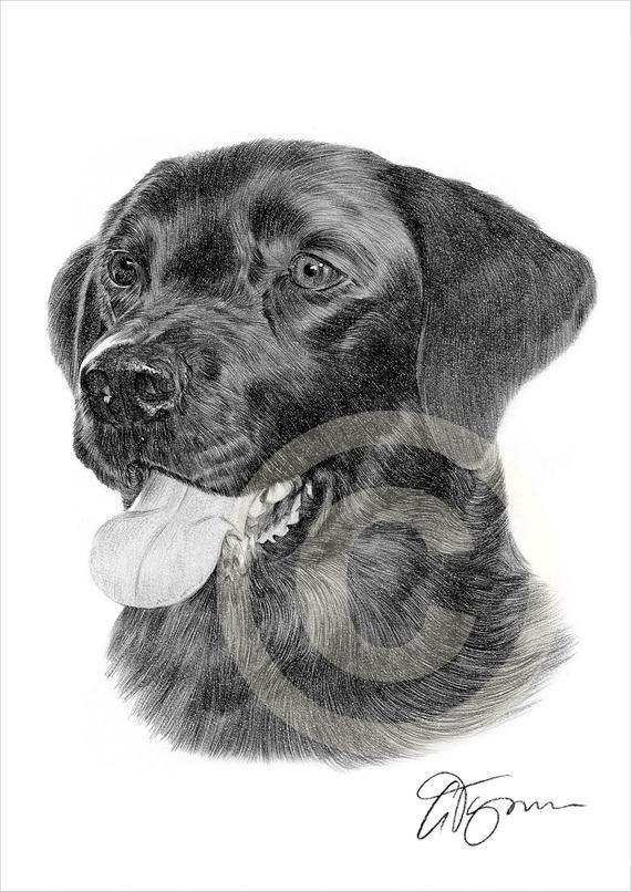 570x806 dog labrador retriever pencil drawing print sizes etsy - Labrador Drawing