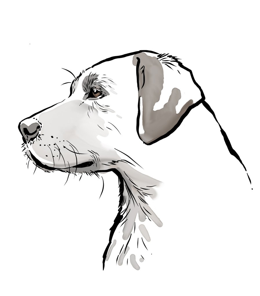 Labrador Line Drawing at Explore collection of
