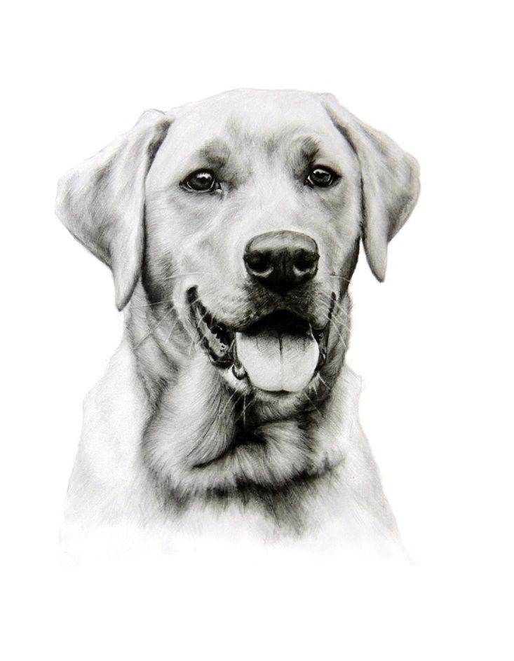 733x943 Dog Pet Portrait Commission Labrador Retriever Graphite Pencil - Labrador Retriever Drawing