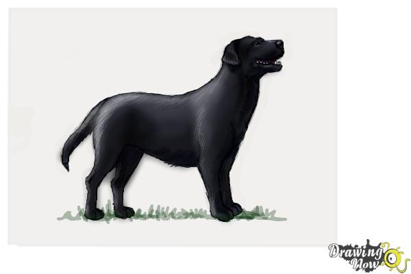 600x400 How To Draw A Black Labrador Retriever - Labrador Retriever Drawing