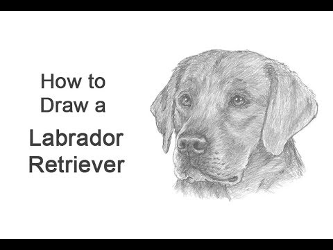 480x360 How To Draw A Labrador Retriever Dog - Labrador Retriever Drawing