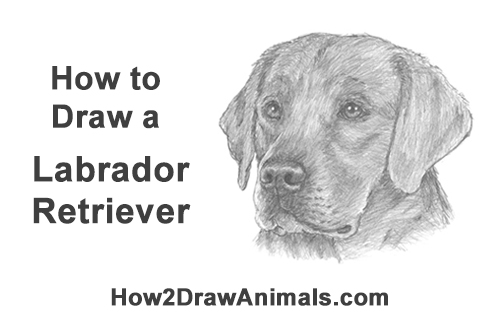 500x315 How To Draw A Labrador Retriever Head Video Step - Labrador Retriever Drawing