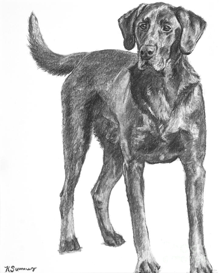 720x900 Hunting Dog Labrador In Full Body Pose Drawing - Labrador Retriever Drawing
