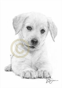 212x300 Labrador Retriever Puppy Dog Pencil Drawing Artwork Print Size - Labrador Retriever Drawing