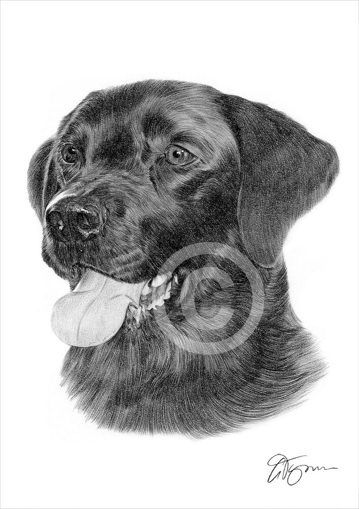 707x1000 Labrador Retriever Pencil Drawing Art Print Sizes Signed - Labrador Retriever Drawing