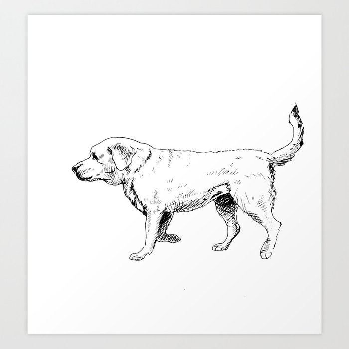 700x700 Labrador Retriever Ink Drawing Art Print - Labrador Retriever Drawing