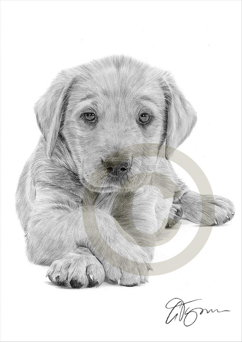 794x1123 Labrador Retriever Puppy Pencil Drawing Print Artwork Etsy - Labrador Retriever Drawing