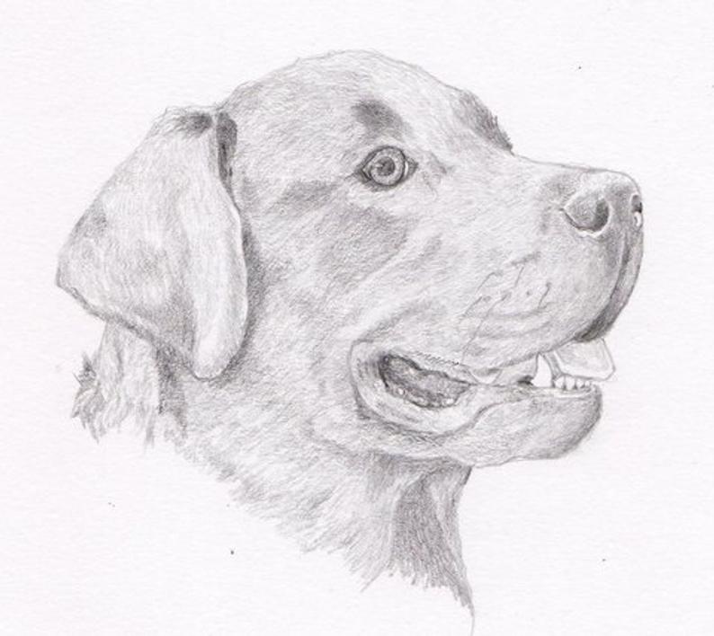 794x708 Labrador Retriever Signed Personalized Original Pencil Drawing Etsy - Labrador Retriever Drawing