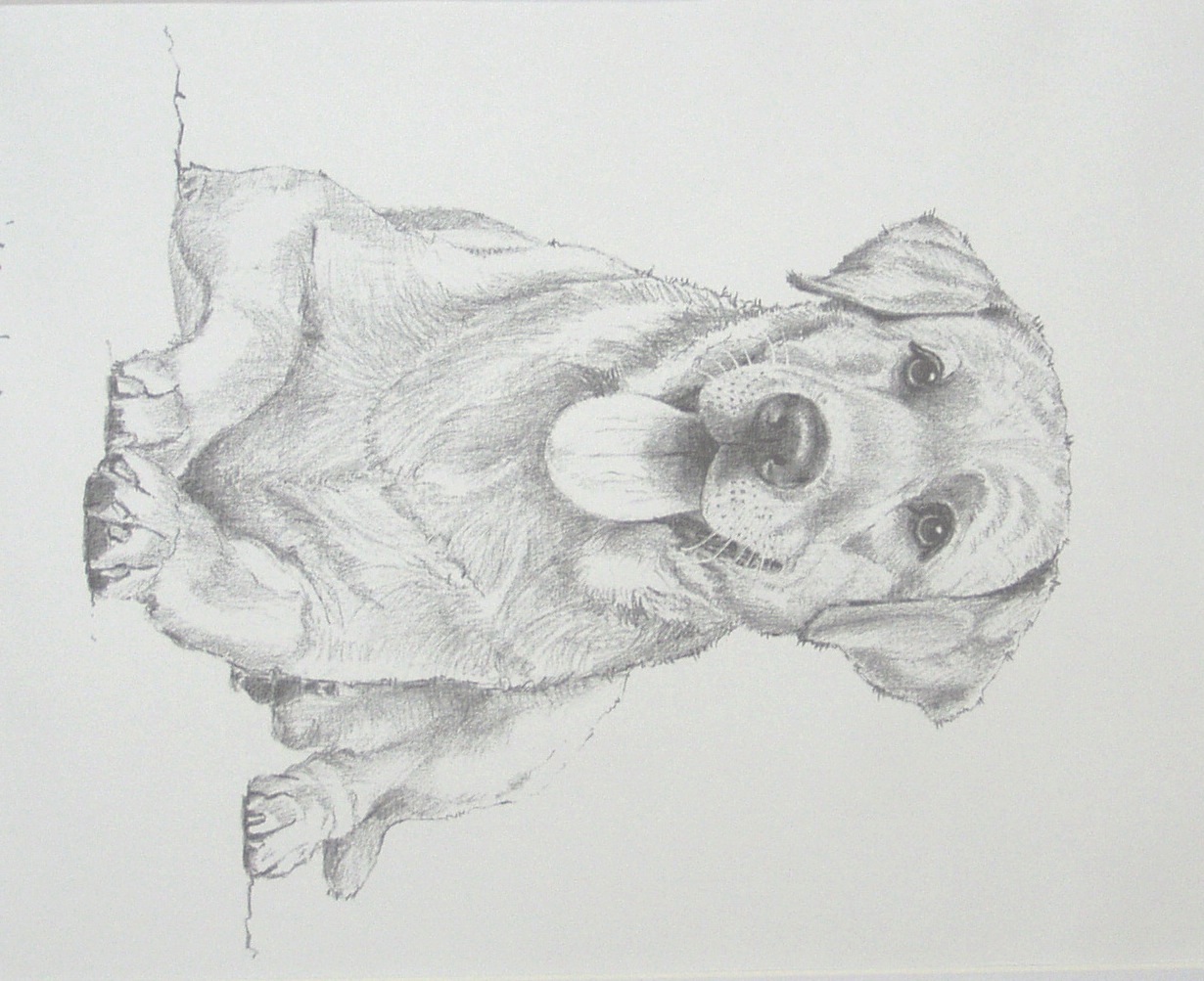 1230x1003 Labradorretriever Carbon Pencil Drawing Print David Smith Art - Labrador Retriever Drawing
