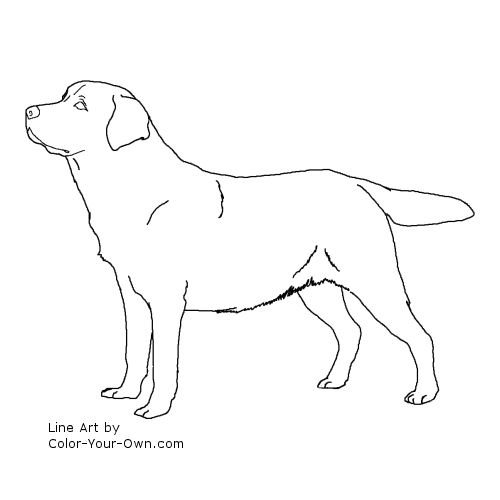 500x500 Smart Design Lab Coloring Pages Dog Labrador Retriever - Labrador Retriever Drawing
