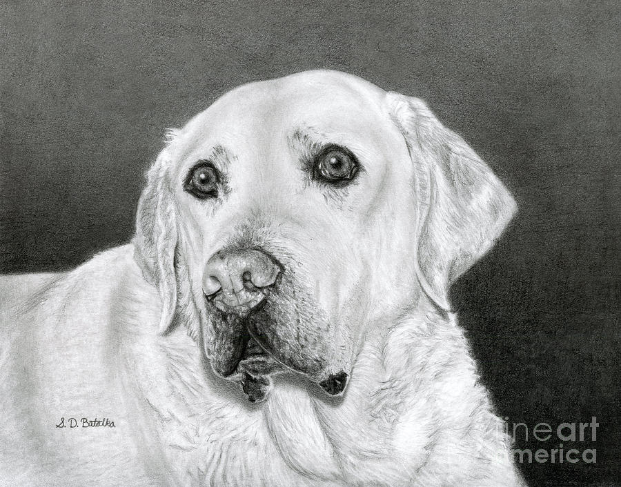 900x706 Yellow Labrador Retriever Bentley Drawing - Labrador Retriever Drawing