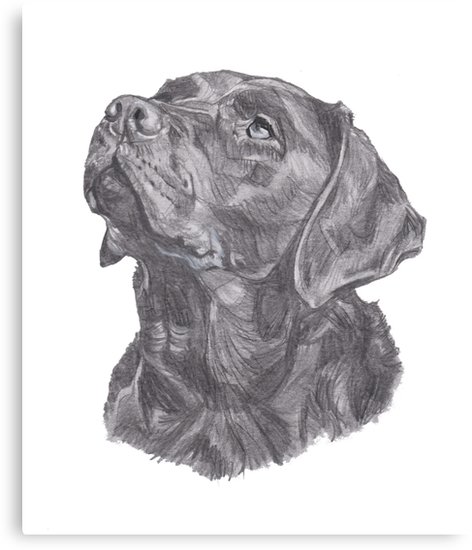 472x550 Classic Labrador Retriever Dog Profile Drawing Canvas Print - Labrador Retriever Drawing
