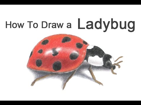 480x360 How To Draw A Ladybug - Ladybird Drawing