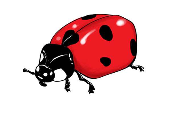 640x400 How To Draw A Ladybug - Ladybug Drawing
