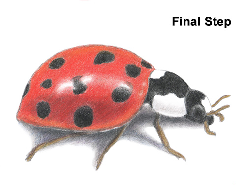500x386 How To Draw A Ladybug - Ladybug Drawing