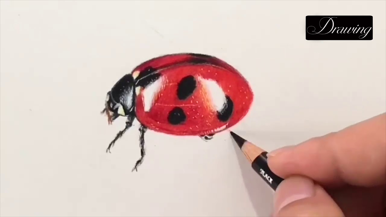 1280x720 Ladybug Drawing Painting Ladybug Pencil Draw Draw Ladybug - Ladybug Drawing