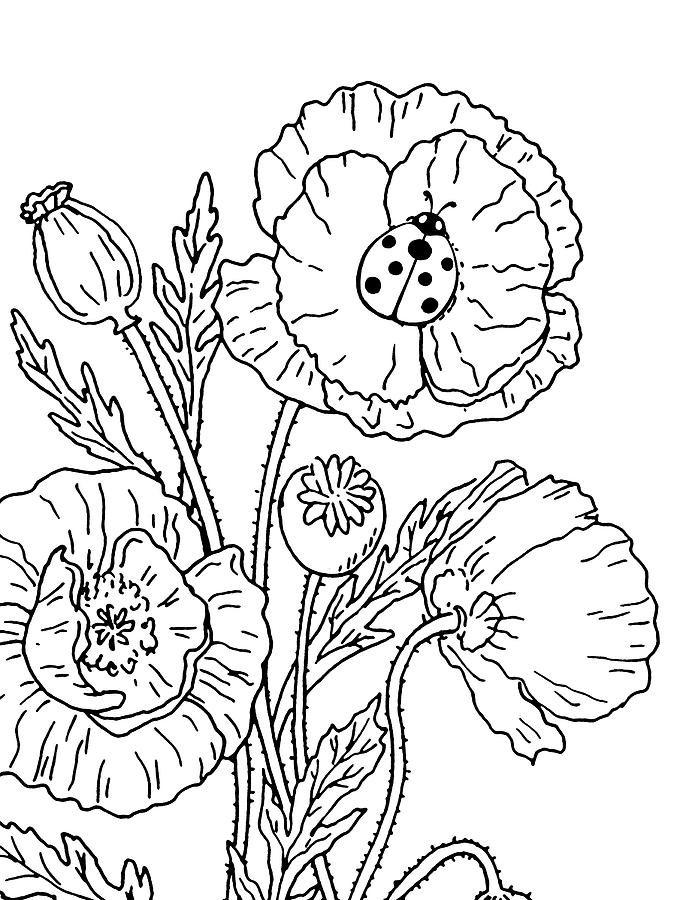 695x900 Poppies And Ladybug Drawing Drawing - Ladybug Drawing