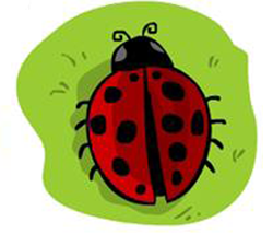 250x214 Step - Ladybug Drawing