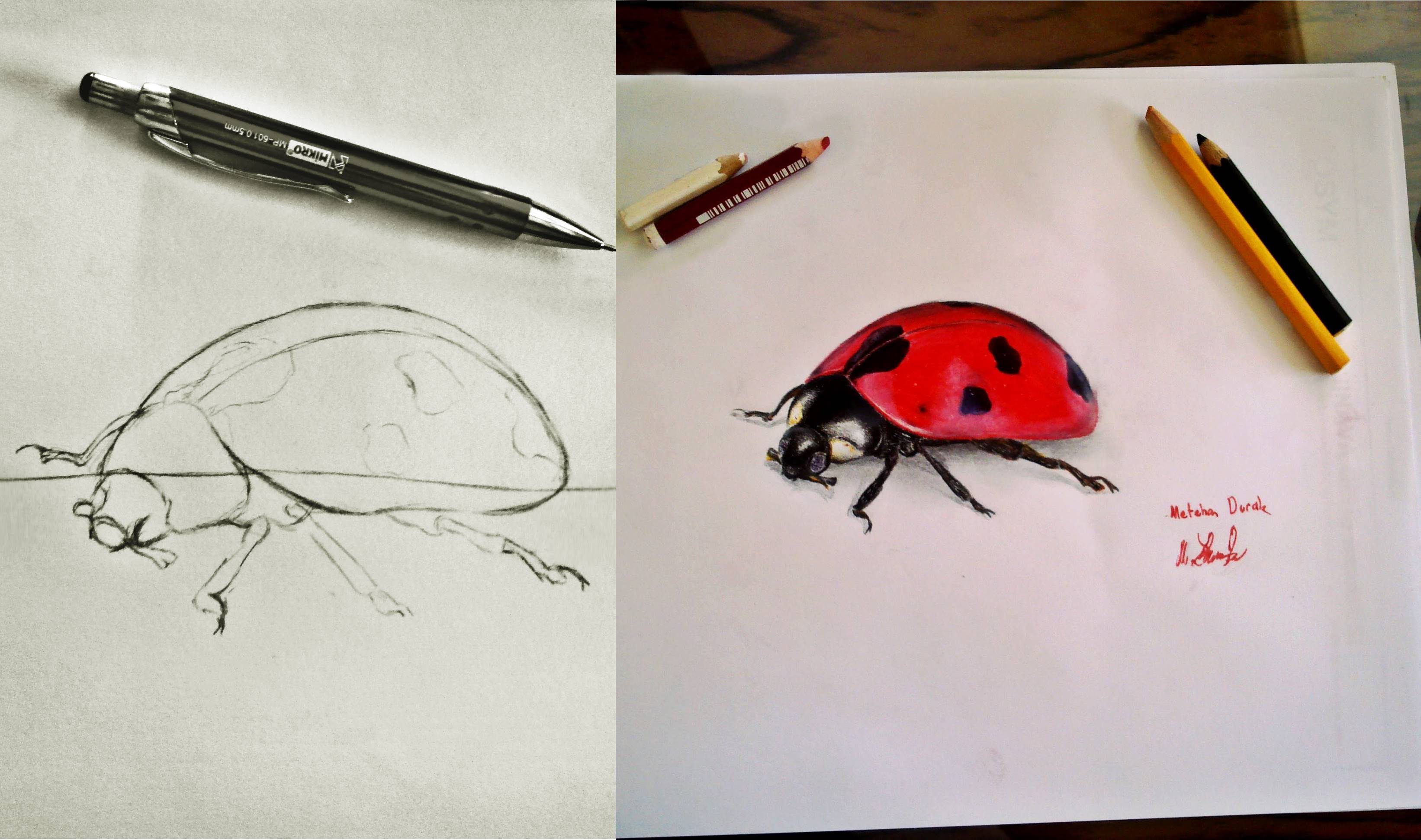 3284x1942 Hyperrealistic Ladybug Drawing - Ladybug Drawing
