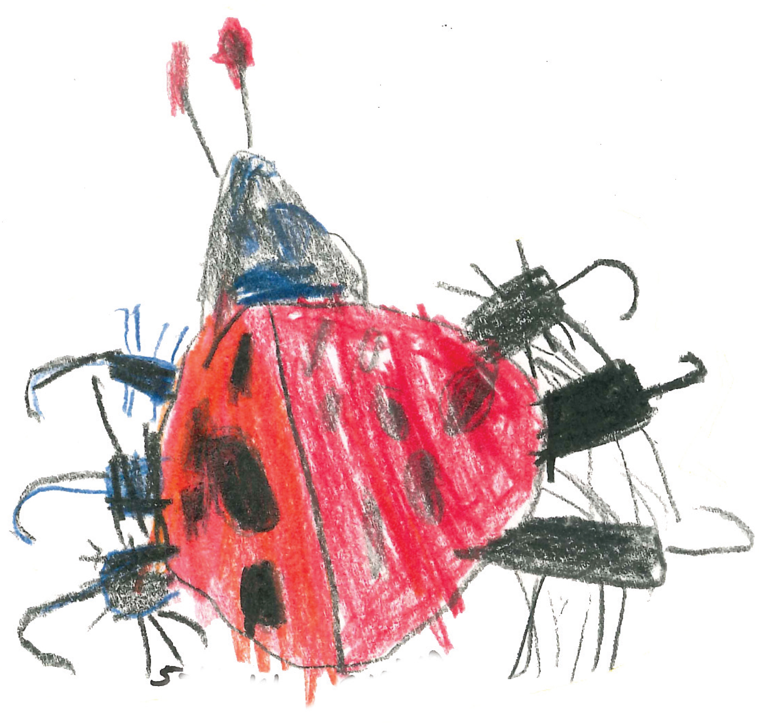 2663x2541 Early Childhood Observational Drawing As A Science Tool Mustard - Ladybug Drawing For Kids