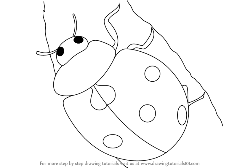 800x566 Learn How To Draw A Ladybug - Ladybug Drawing Pictures