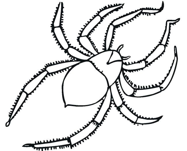 650x525 Bug Outline Drawn Bug Outline X Ladybug Drawing Outline - Ladybug Drawing Pictures