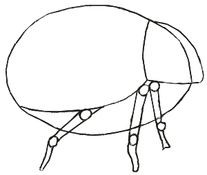 300x254 How To Draw A Ladybug - Ladybug Drawing Step By Step