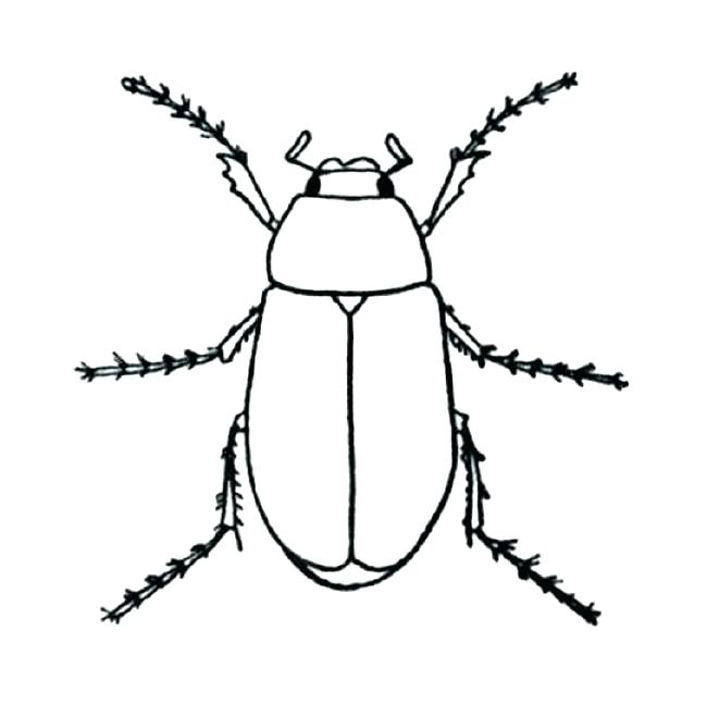 650x659 Ladybird Drawing Realistic Ladybug Coloring Pages Webaliz Me - Ladybug Line Drawing