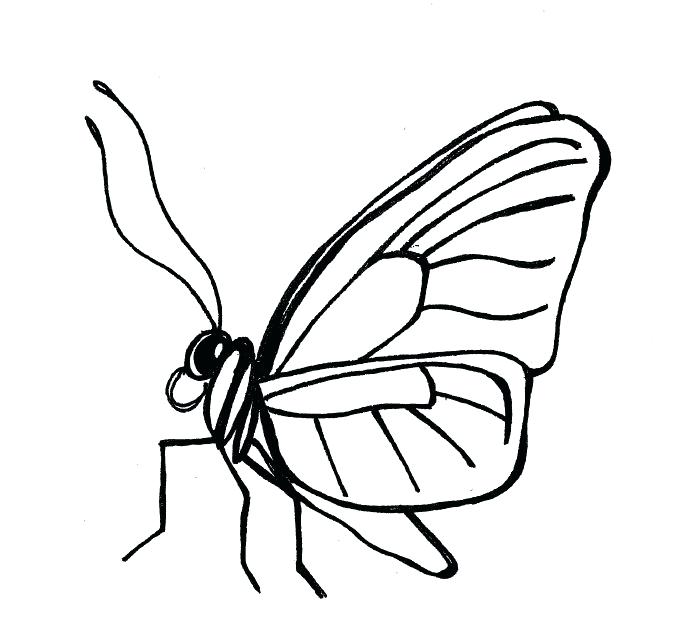 700x632 simple bug drawings generic butterfly line drawing simple ladybug - Ladybug Line Drawing